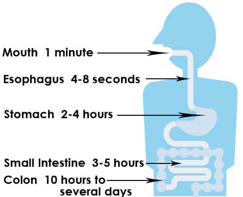 how long it takes to fully transit the food