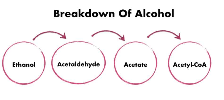 the process of breaking down alcohol