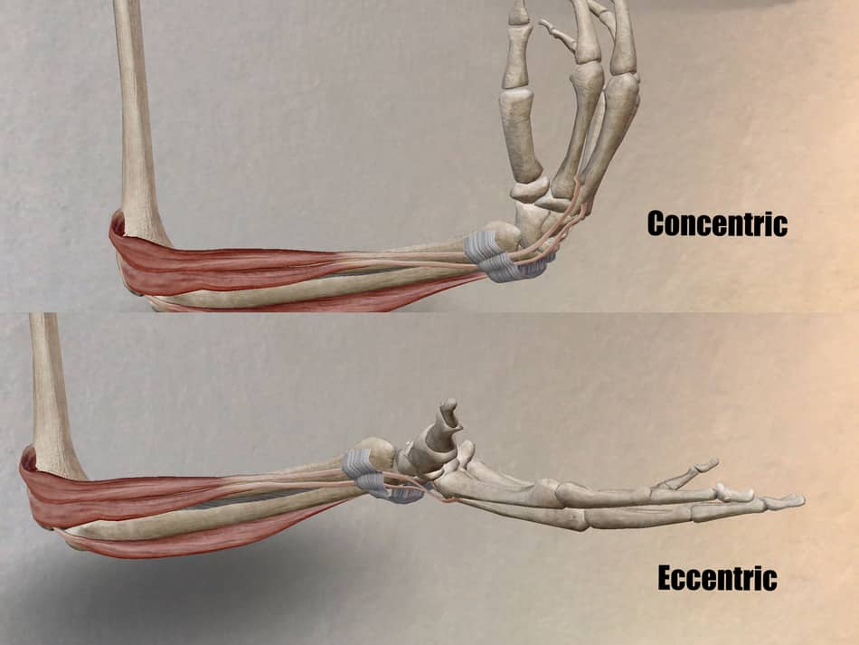 flexion and extension of the wrist