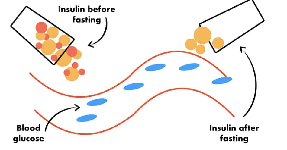 insulin sensitivity