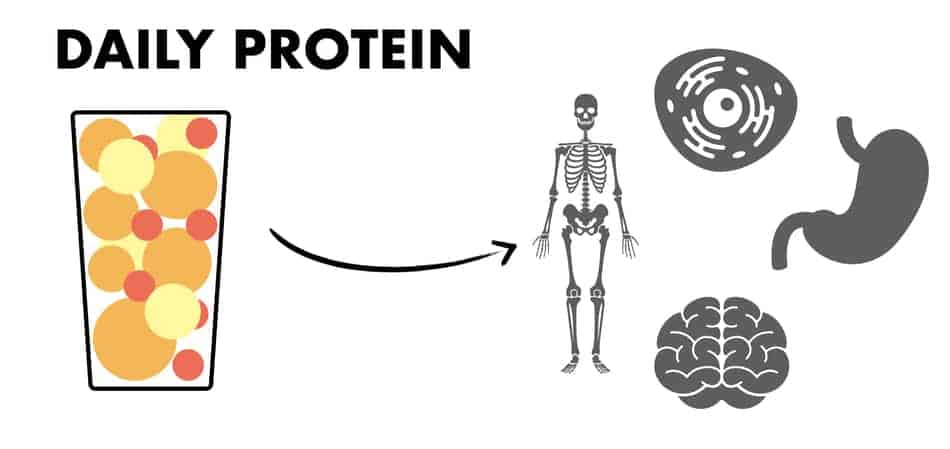 amino acid pool 