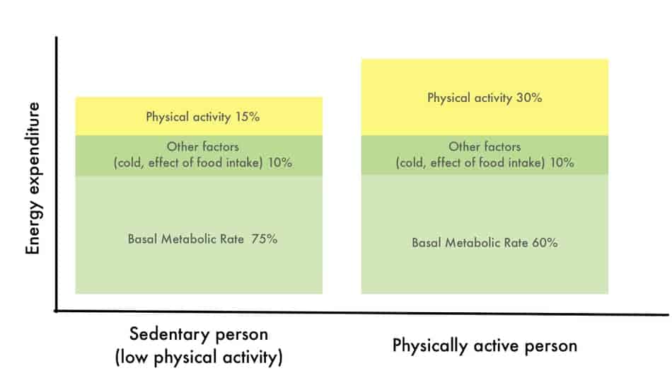 daily energy expenditure for physically active and sedentary people