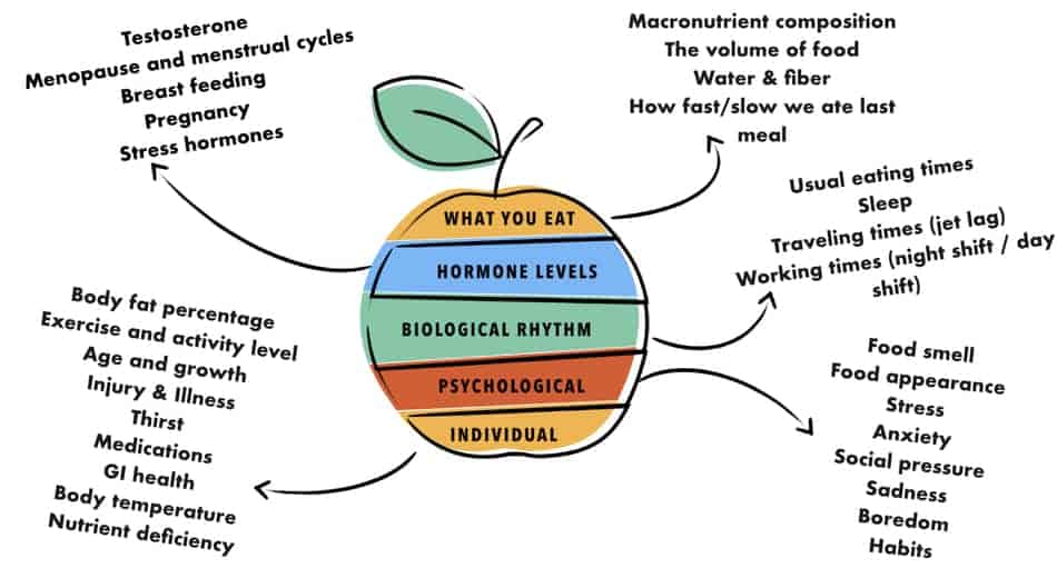 what makes body hungry