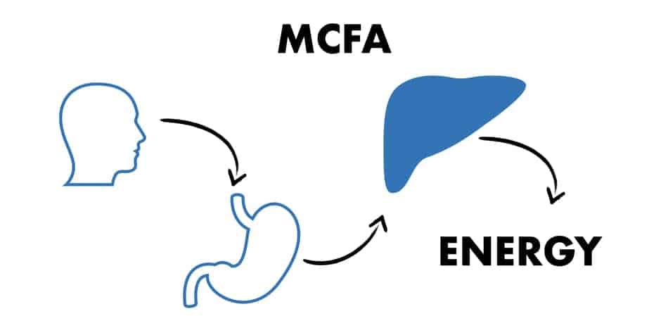 process of absorption of MCFA 