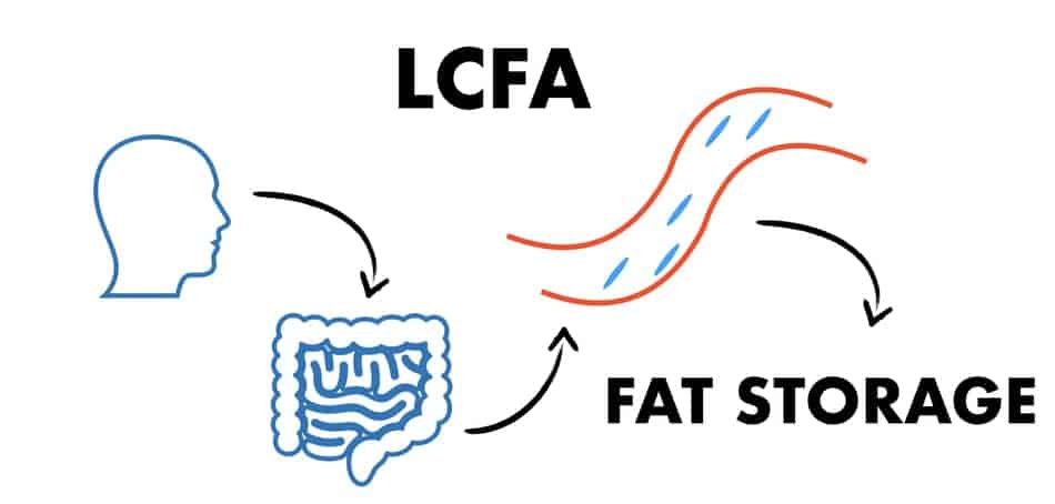 proces of digestion of long chain fatty acids