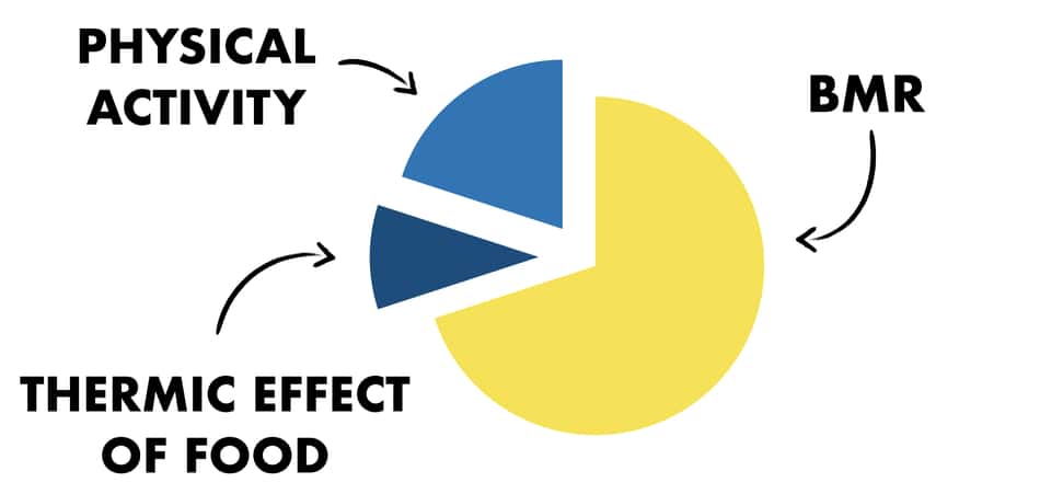 Graph that illustrates BMR, TEF, and physical activity