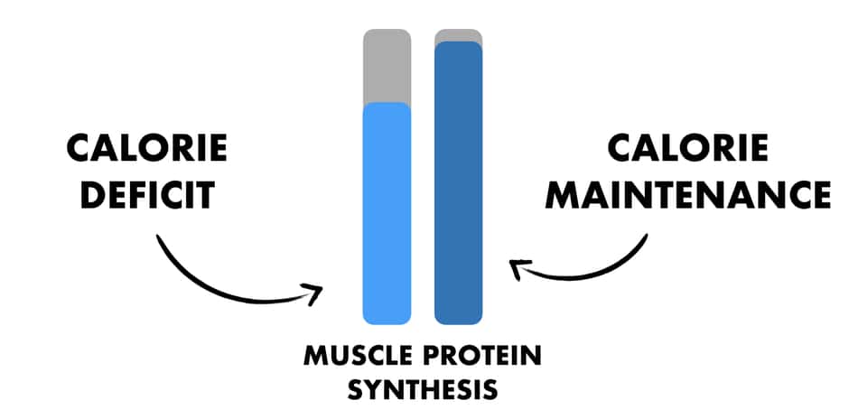 on this picture there is a graph from studies on calorie deficit and low protein intake