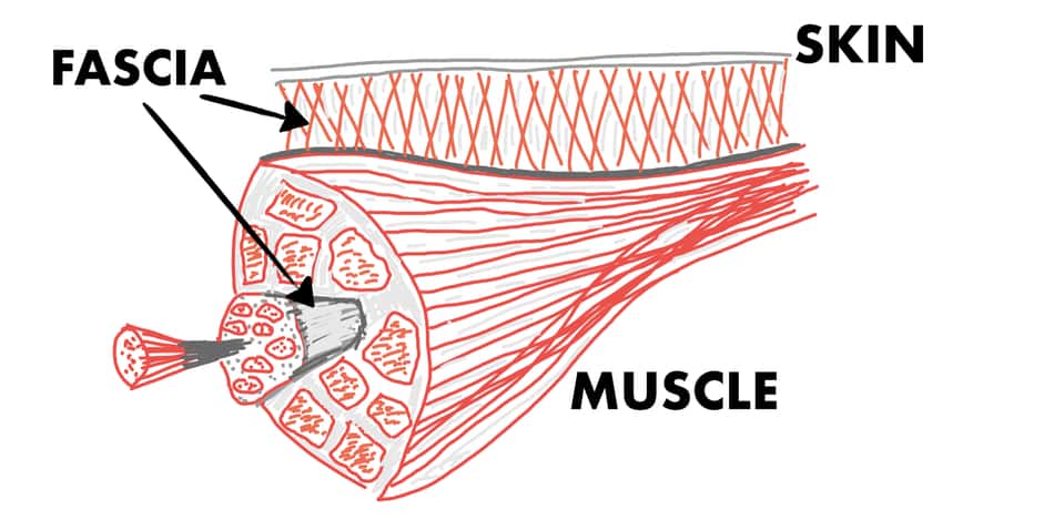 why you should foam roll hamstrings