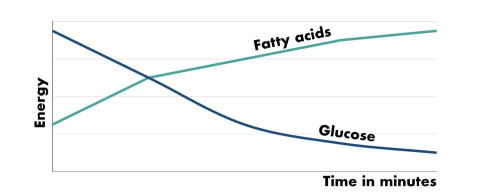 illustration of how body uses energy sources in relation to exercise duration