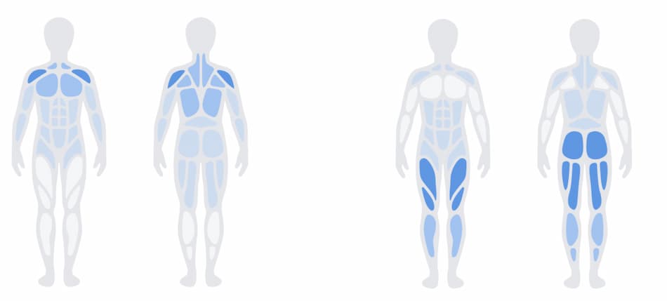 picture of muscles that peloton work