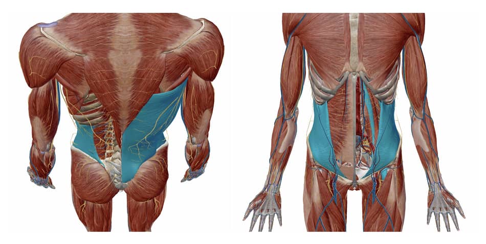 core muscles that support low back during peloton rides