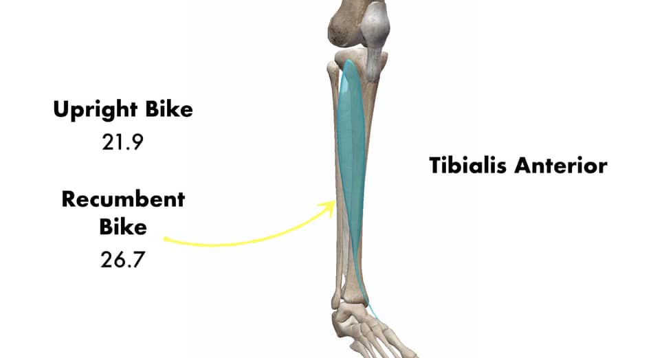 recumbent bike vs upright bike tibialis anterior