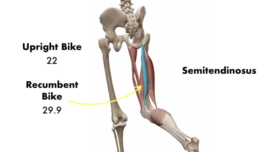 recumbent bike vs upright bike hamstrings activity