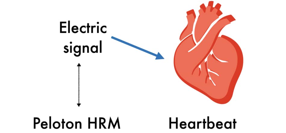 Orangetheory Heart Rate Monitor Not Working (Solved)