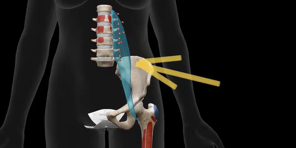 photo of hip flexor