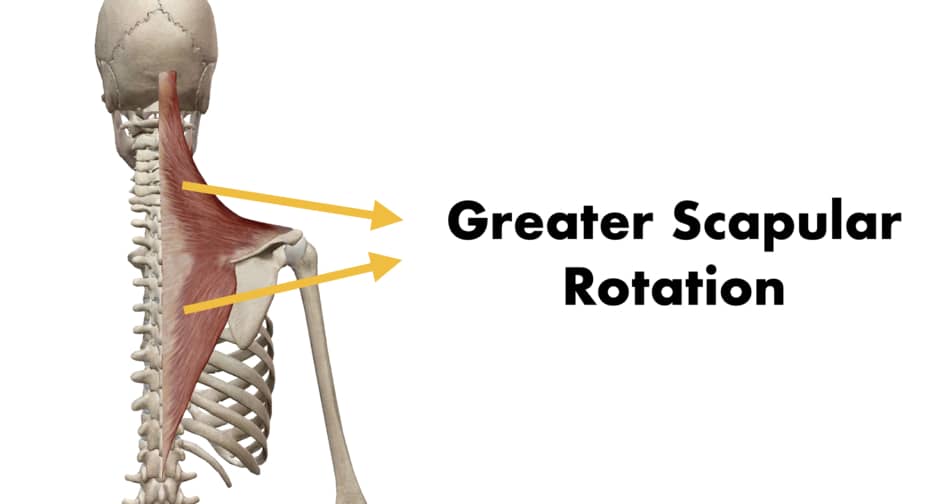 photo of trapezius muscle