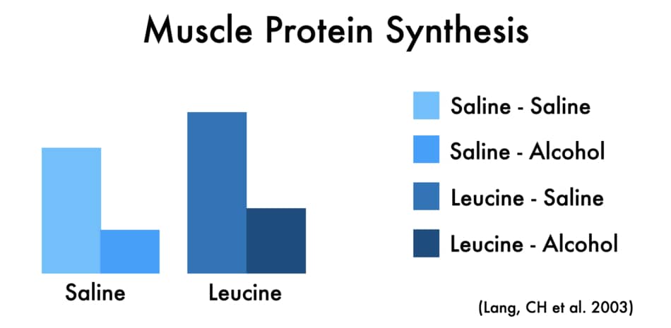 illustration of result from the study about alcohol and muscle protein synthesis